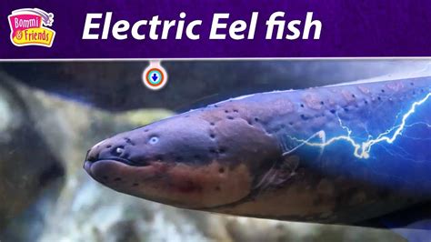 electric eel growtopia|Electric Eel for Kids .